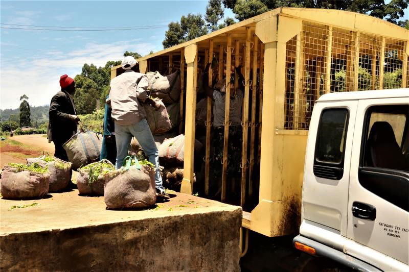 Hope for tea farmers as factories draft fresh contracts with KTDA