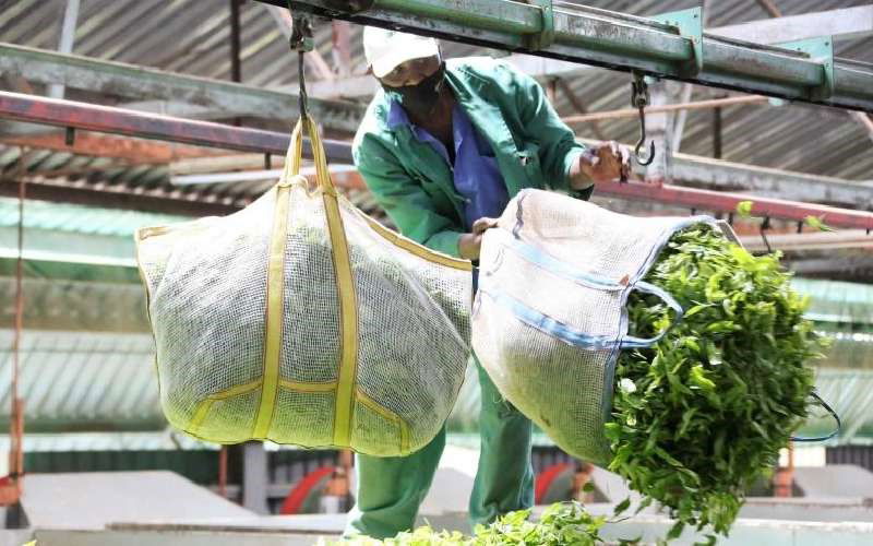 No proxy voting in elections of key tea body in reforms push