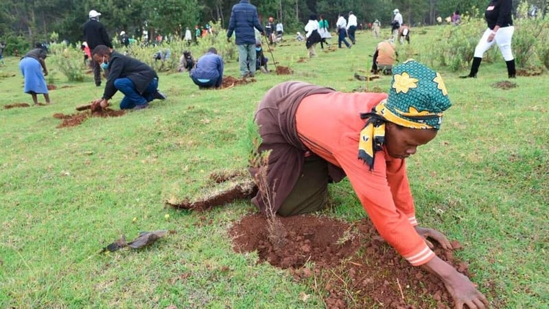 Kenya seeks $432m from global trust fund for afforestation