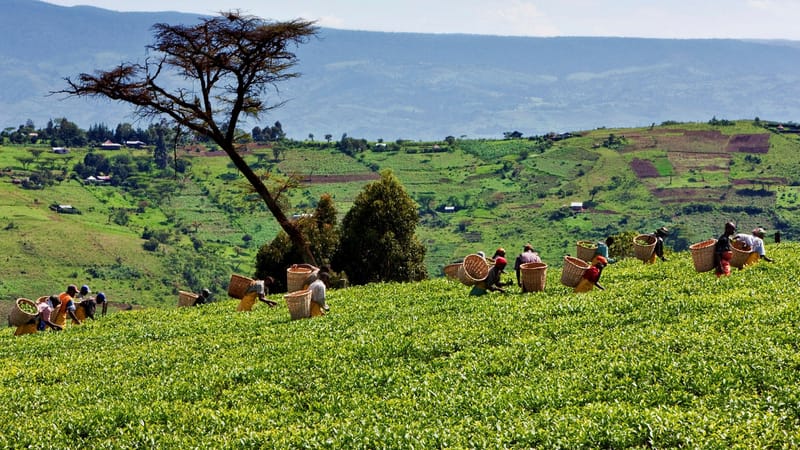 Bidders for Unilever’s tea business withdrew due to plantation concerns