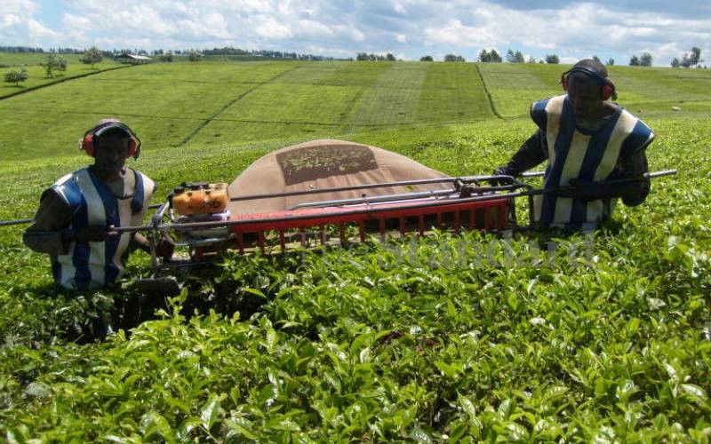 MPs petition Parliament to probe use of machines in tea harvesting