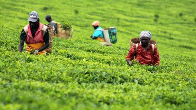 Year of reforms in tea sector restore hope for Murang’a farmers