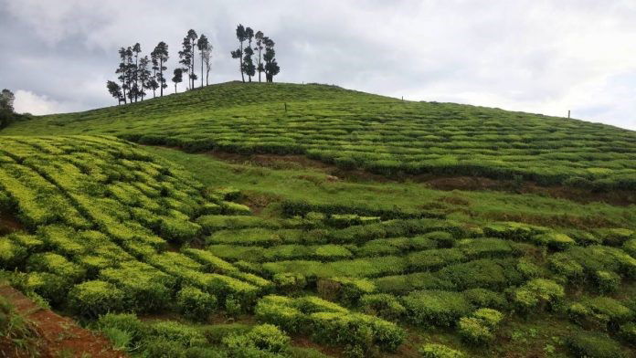 The Daily Article - India - New law, the first step in ridding the tea sector of colonial, socialist past