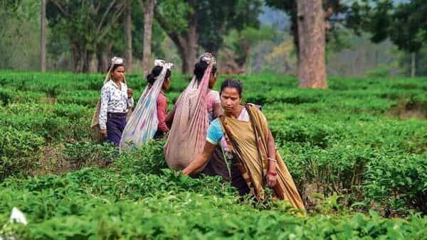 India looks to plug gaps in tea supply after Sri Lanka crisis