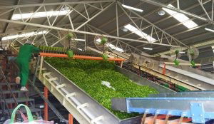 Gov’t Opens Matunwa Tea Factory In Nyamira