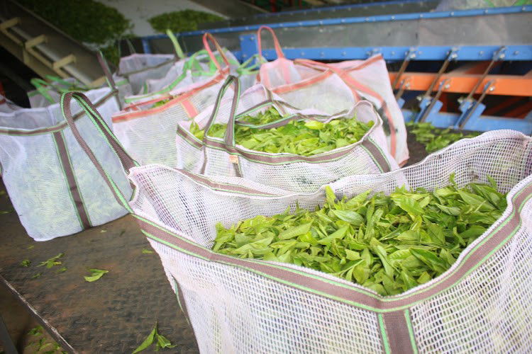 Small scale tea growers expecting huge bonus