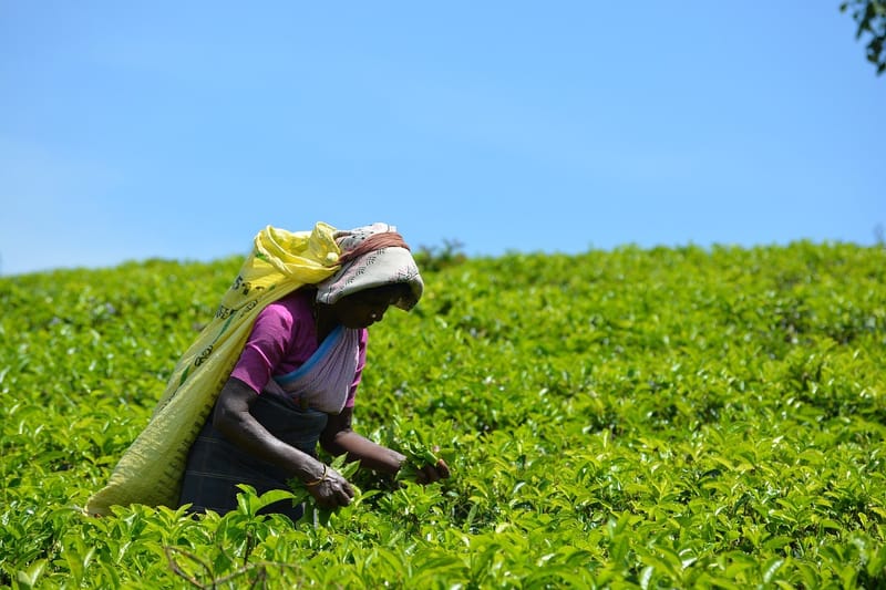 Fairtrade Faults Government For Prohibiting Direct Tea Sales In Recent Reforms