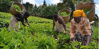 Kenyan tea exports hit Sh41bn on good prices
