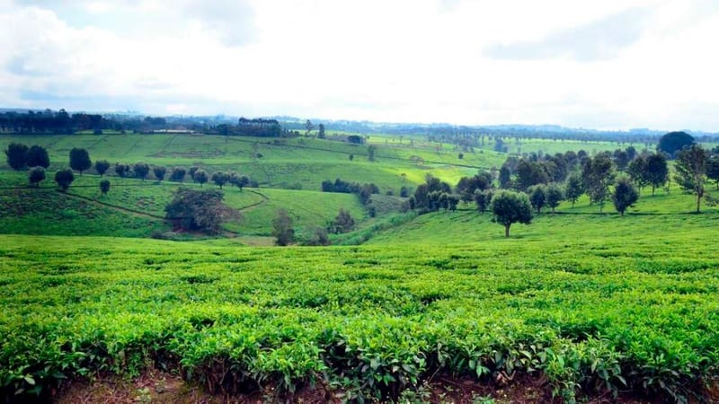 Limuru Tea market value jumps Sh1bn on takeover
