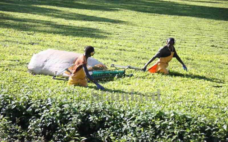 Task force to probe multinational tea firms over use of machines