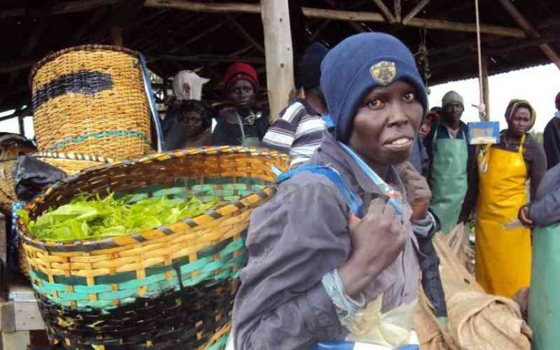 Governors part ways in fight against tea harvesting machines