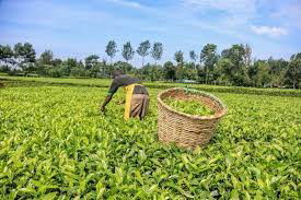 Highlands Tea Trust urges government to support tea farmers in research