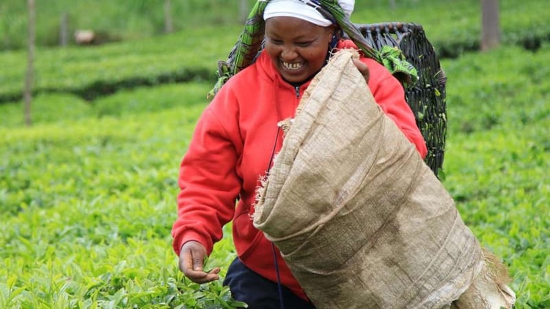 KTDA To Cover Tea Farmers Through NHIF