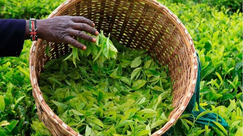 West Rift KTDA factories review price to release tea in godowns