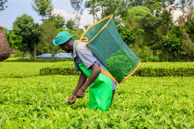 Researchers Release New High-Yielding Tea Variety