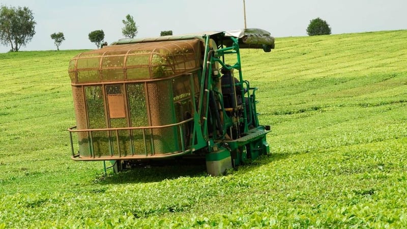 Tea from western Kenya fetches low prices at sale