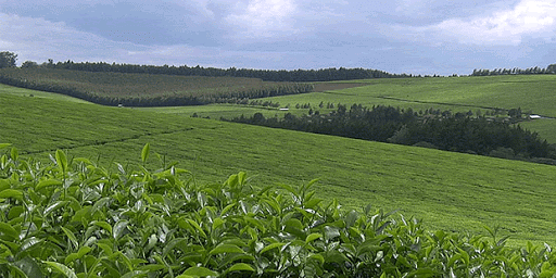 Senate committees recommend annulment of tea regulations