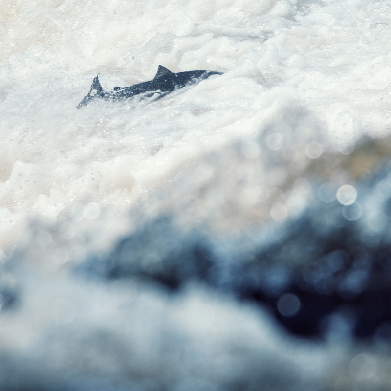 Case Study: Swimming Against the Current