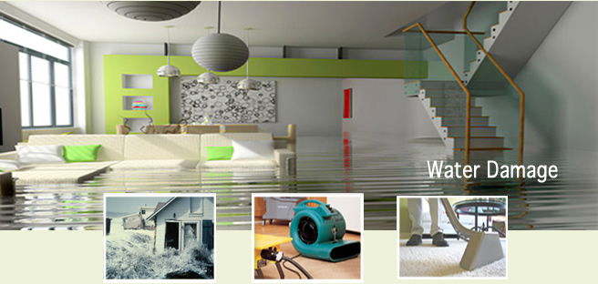 6 Actions to stop Carpeting Mold and Mildew after Water Damages