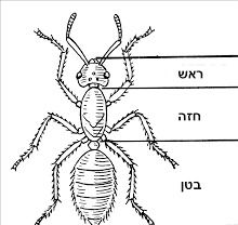 מבנה החרק