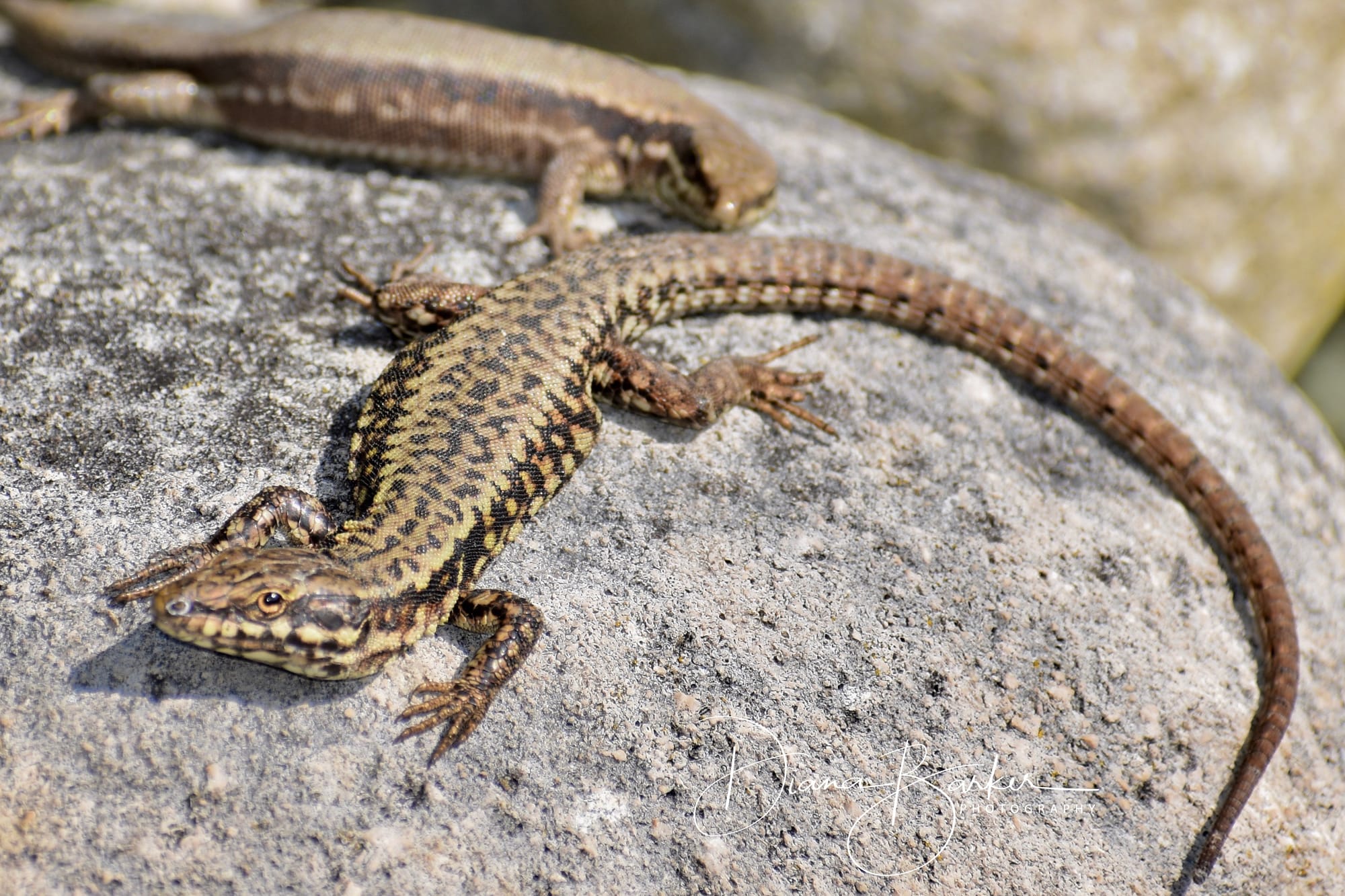 male and female wall lizards, Dorset UK