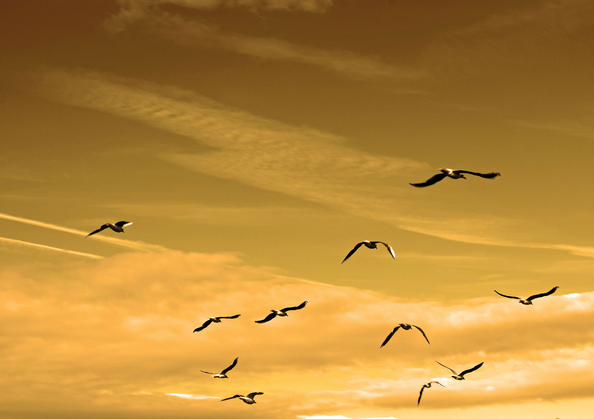 ORDER OUT OF CHAOS