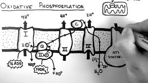 INHIBITORS OF OXIDATIVE PHOSPHORYLATION