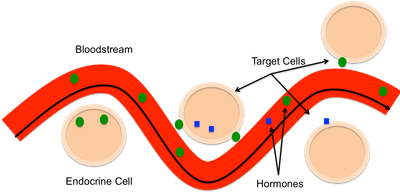 ENDOCRINE SIGNALLING