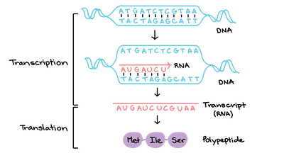 TRANSCRIPTION MECHANISM