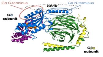G-PROTEIN COUPLED RECEPTORS
