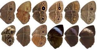 TYPES OF VARIATIONS