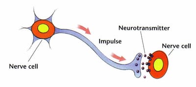 THE CELL MEMBRANE AND DISEASE
