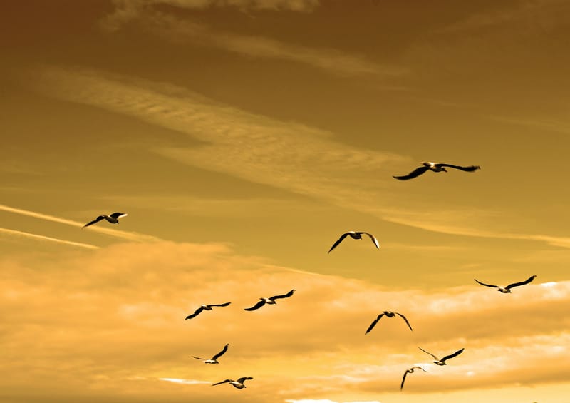 ORDER OUT OF CHAOS