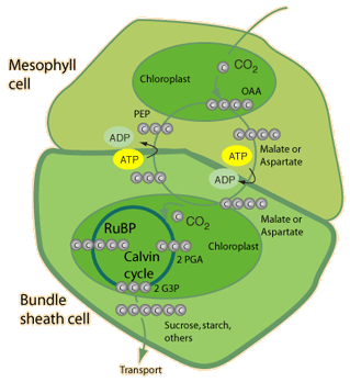 UNDERSTANDING THE C4 PHOTOSYNTHENTIC PATHWAY