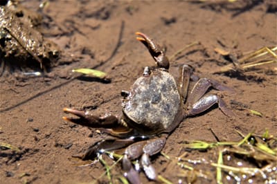 6 Things to Check when Choosing Mud Crabs
