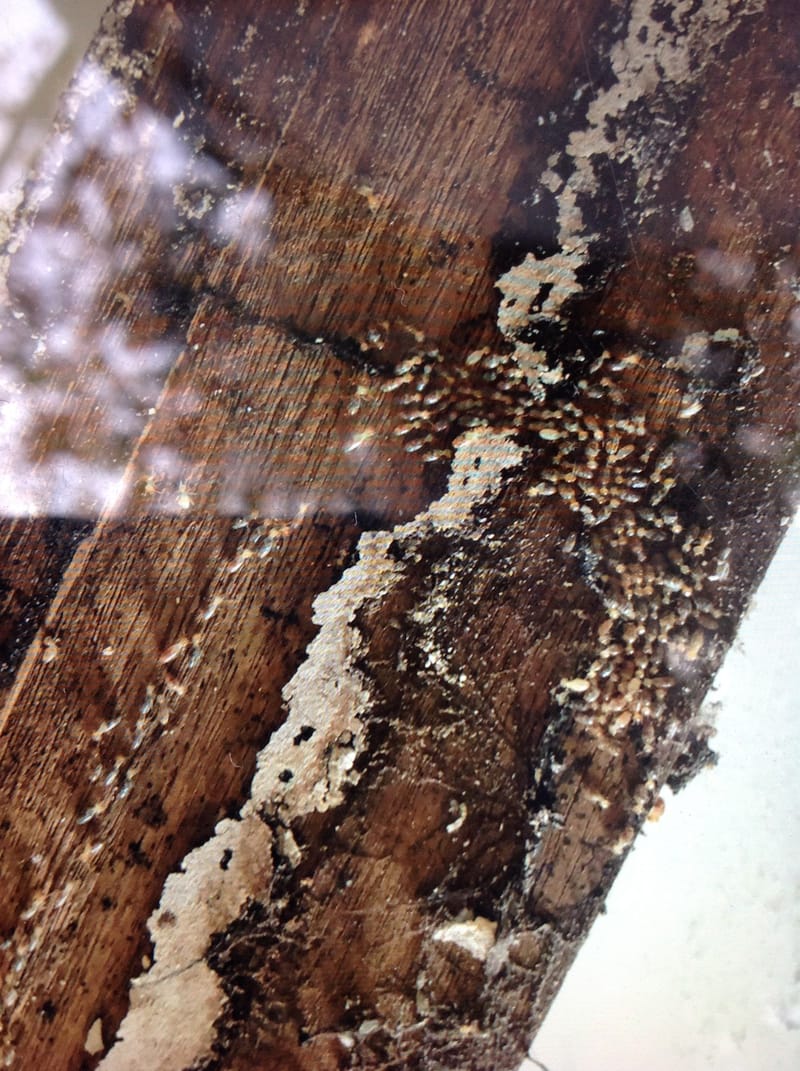 Termite Inspection, treatment and Control