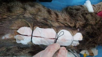 بغداد/الجادريه-مقابل مطعم سيسبان  image