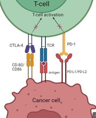 Immune checkpoint inhibitors and predictive biomarkers in checkpoint inhibition therapy
