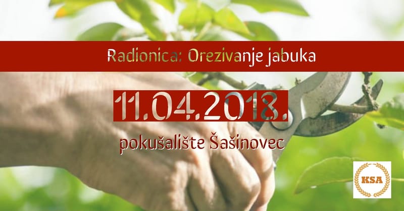 Radionica: Orezivanje jabuka