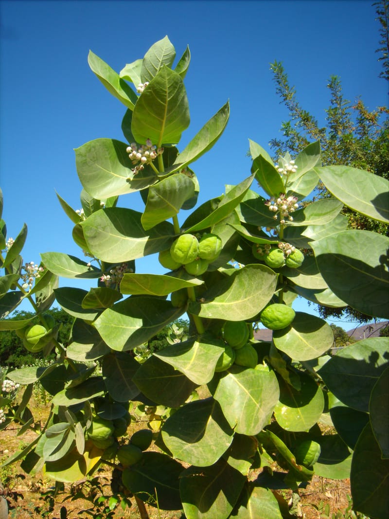 Qual é o valor do bioma da Caatinga no Norte de Minas?