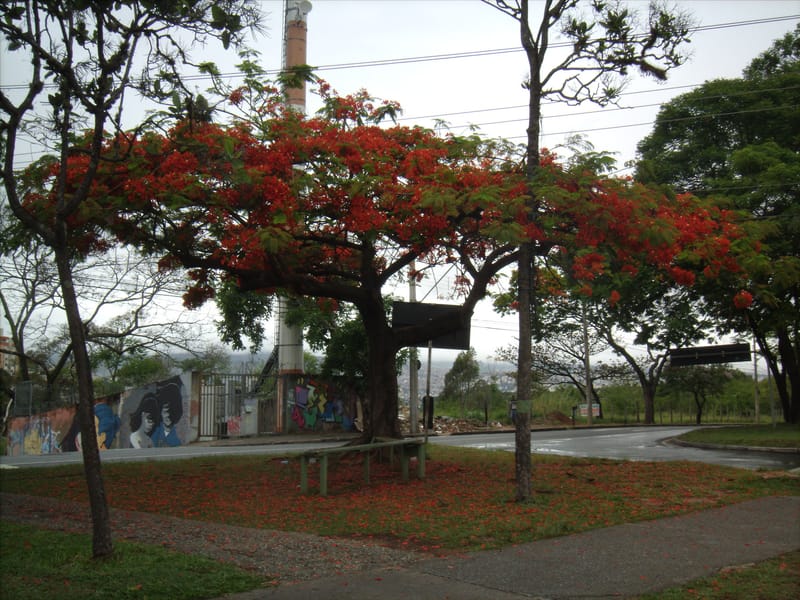 Conservação da Biodiversidade em Espaço Urbano