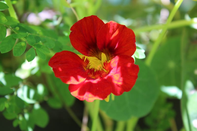 [Video 3] Indicadores colaborativos de sustentabilidade: Agroecologia