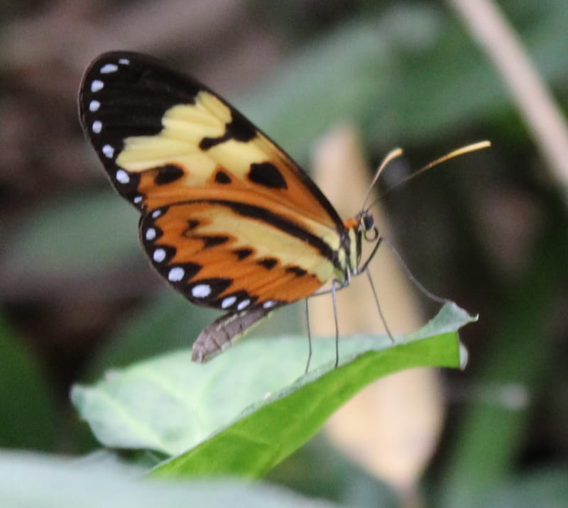 Participatory system of local indicators of sustainable agriculture: the case of Minas Gerais Brazil
