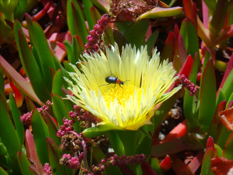 Biodiversidade, Geodiversidade e Conservação