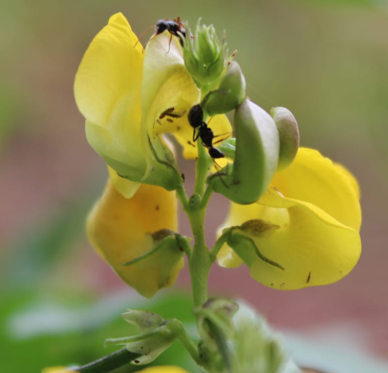 Valores da Biodiversidade