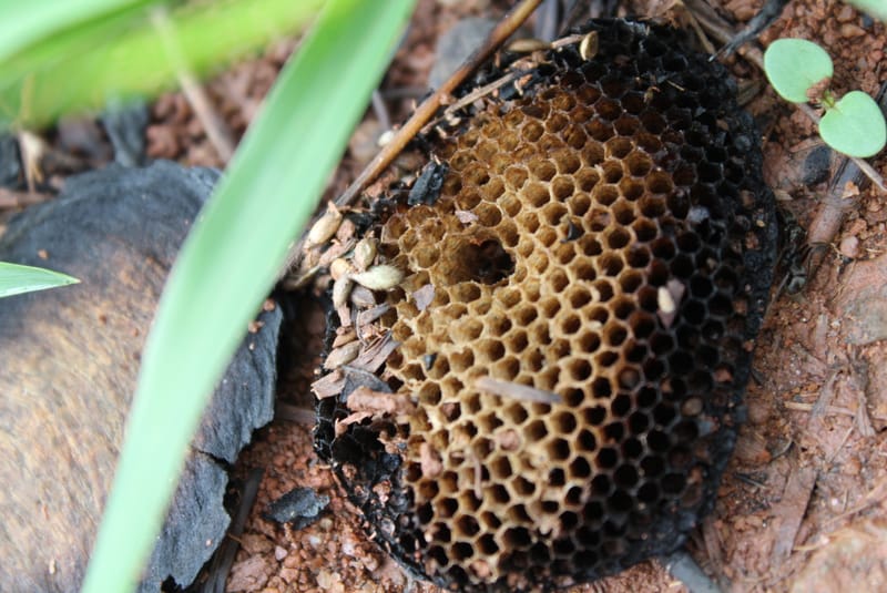 Ameaças à biodiversidade