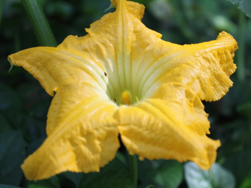 [Video 2] Indicadores colaborativos de sustentabilidade: Agroecologia