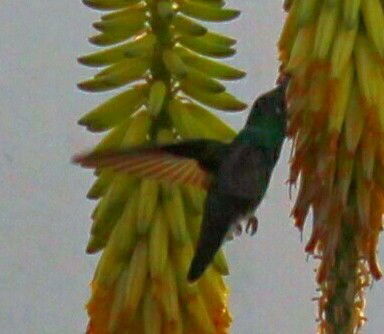 [Vídeo 1] Indicadores colaborativos de sustentabilidade: Agroecologia