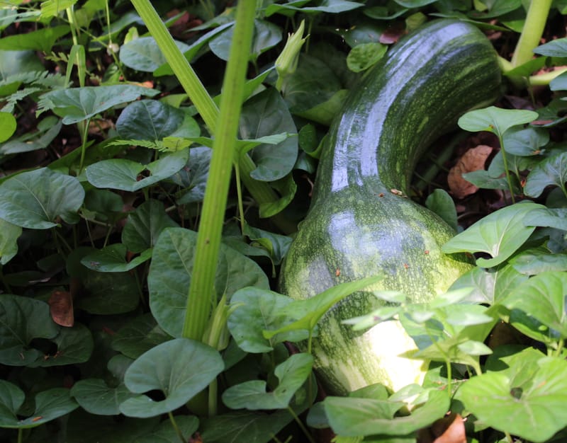 [Video 4] Indicadores colaborativos de sustentabilidade: Agroecologia