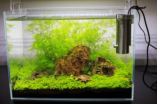 New Hobby With Desktop Aquarium Kits